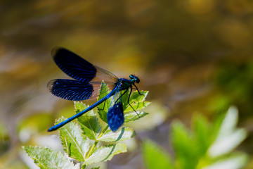 Libelle blau