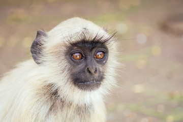 gray monkey in jaipur