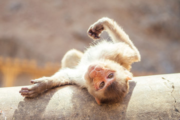 gray monkey in jaipur © yurakrasil