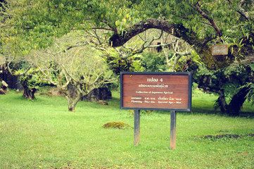 Japanese apricot big trees at Doi ang khang National Park ,tourist attraction at Chiang mai province in thailand