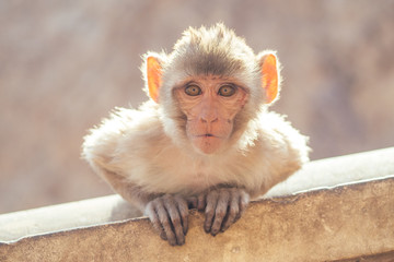 gray monkey in jaipur © yurakrasil
