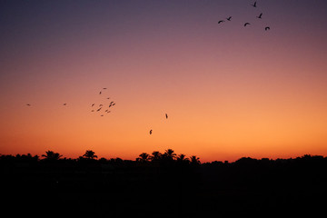 flying birds at dawn