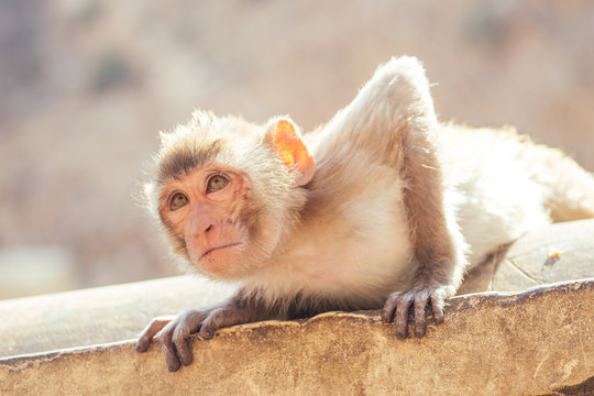 gray monkey in jaipur