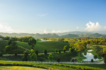 Fototapeta premium Beautiful landscape view of choui fong tea plantation with sunset at Maejan , tourist attraction at Chian grai province in thailand