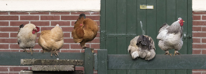 Five farm chickens sit on a green fence in a row