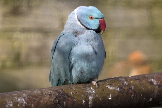 BeautifulTropical blue collar parakeet 
