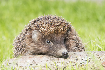 hedgehog