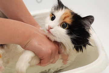 Multi-coloredl frightened cat does not want to swim in the bathroom. Frightened and miserable cat