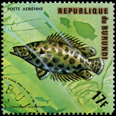 Fototapeta premium REPUBLIKA BURUNDI - OKOŁO 1974: znaczek pocztowy wydrukowany w Burundi przedstawia rybę afrykańską plamistą Leaffish (Ctenopoma acutirostre)