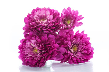 bouquet of beautiful chrysanthemums