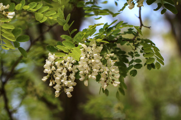 Robinie / Black locust, Robinia pseudoacacia flowers.