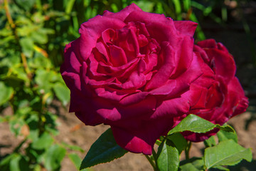 Rose rouge 