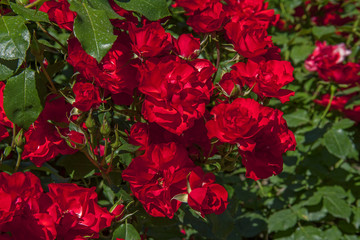 Roses rouges en parterre 