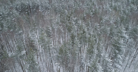 aerial view of pine forest on a winter day