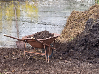 Well rotted farmyard manure. Organic fertilizer.With wheelbarrow and shovel.