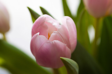 Pink tulip close-up 02