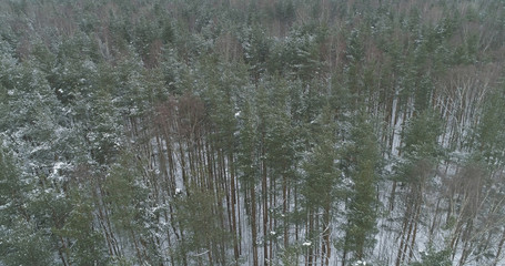 aerial view of pine forest on a winter day