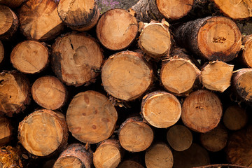 Close-up of sawed coniferous trees, side view, wood texture