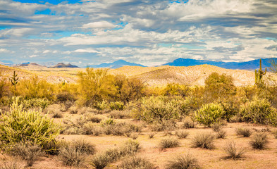 Arizona desert landscape arid weather open spaces low laying plants against beautiful sky