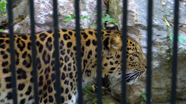 Cheetah in the zoo. Cheetah pacing around in small habitat. Gepard resting in the zoo in the summer. A beautiful Cheetah at the zoo. slow-motion