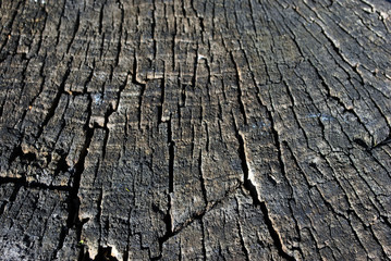 Old cracked tree trunk texture, gray  background, close up detail