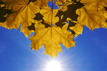 Autumn, yellow maple leaves on a branch, with daylight. Background of blue sky with sun and sun rays. Free space for text.