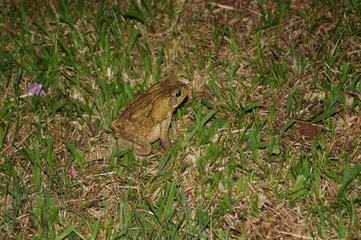 cane toad costa rica