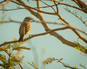 Backyard birds in Phoenix, Arizona are an eclectic bunch and perch in trees in neighborhoods