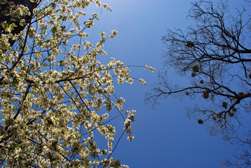 Apple tree blossom, poplar tree with young green leaves and mistletoes on top, blue spring sky background, view from ground on top