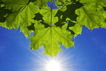 Fototapeta na wymiar Green maple leaves on a branch, with daylight. On a summer sunny day. Background of the blue sky with sun and sun rays. Free space for text.