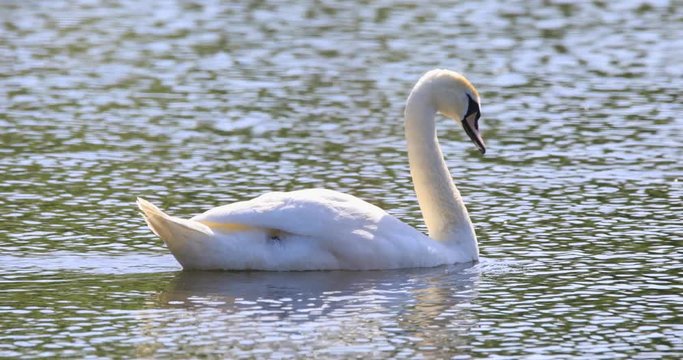 Single Mute Swan bird on a pond water surface in spring nesting period
