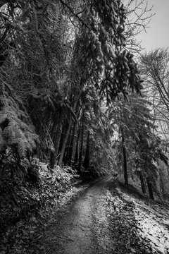 Fototapeta frozen forest