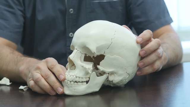A man in the clinic examines the anatomy of the head of the skull on the table