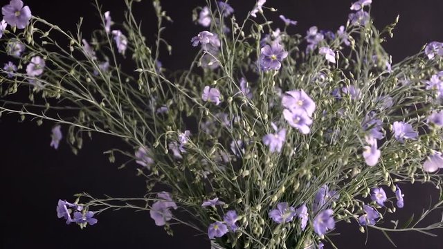 Blue wildflowers of Veronica chamaedrys rotating on a black background.