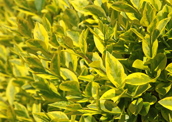 Ligustrum ovalifolium 'Aureum'