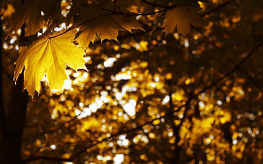 Autumn maple leaves. Change of the pores of the year. Golden autumn. Free space for text