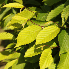 Feuilles de Carpinus betulus