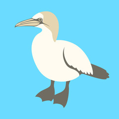 bird gannet vector illustration flat style profile