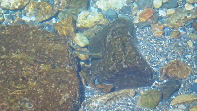 清流を泳ぐアユ