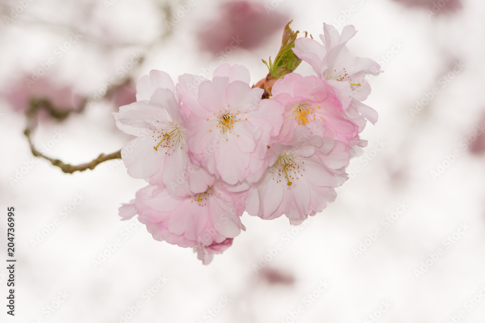 Wall mural Beautiful pink cherry blossoms