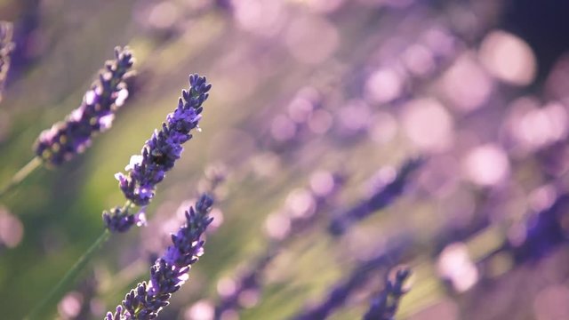 Close-up view of Lavender in Provence, France
