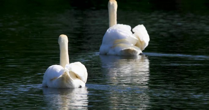 Pair of Mute Swan birds on a pond water surface in spring nesting period