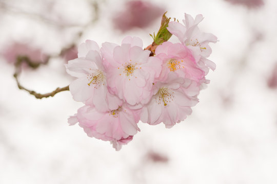 Beautiful pink cherry blossoms