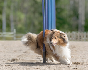 Fototapeta na wymiar Rough Collie doing slalom in agility dog competition