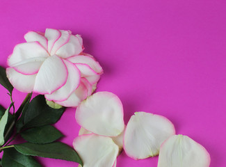 Rosenblüte auf rosa Hintergrund