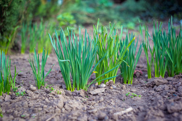 Young onion in the garden