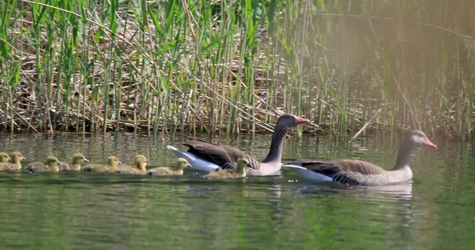 Family of Taiga Bean Goose birds on pond water surface in spring nesting period