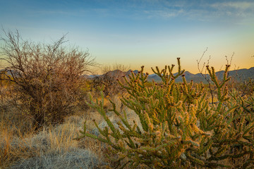 Fototapeta premium The Sonoran Desert in the southwest US is unique, open, full of various cactus, warm climate, hikers and outdoor enthusiasts explore the vast land