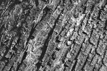 Bark texture 1