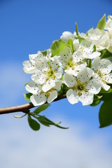Blüten des Birnenbaumes, Blütezeit in Südtirol